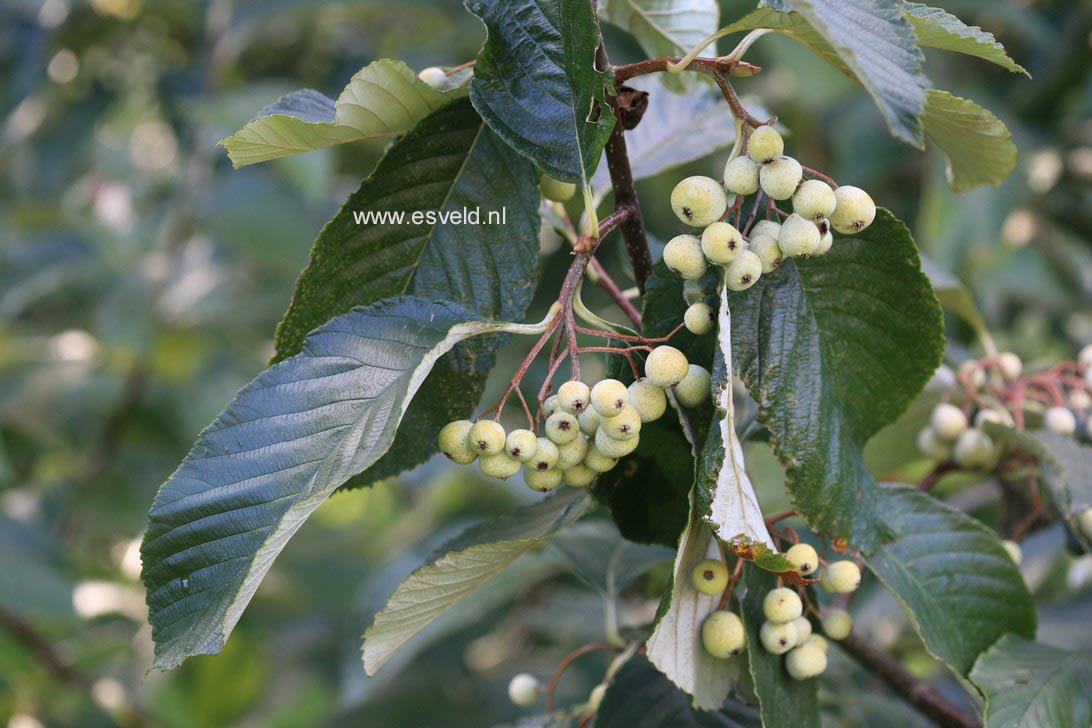 Sorbus thibetica