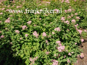Spiraea 'Margaritae'