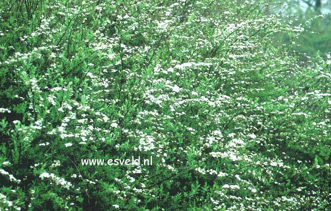 Spiraea cinerea 'Grefsheim' Spiraea cinerea 'Grefsheim'