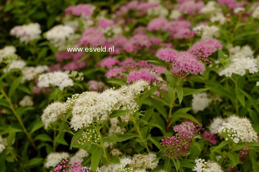 Spiraea japonica 'Genpei'