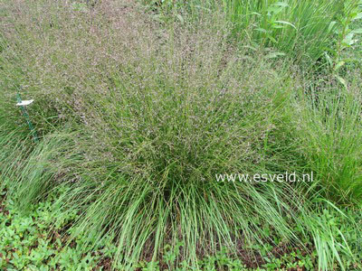 Sporobolus heterolepis