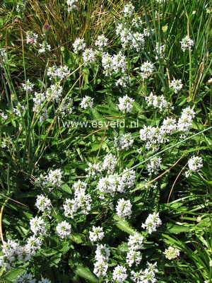 Stachys officinalis 'Alba' (84733)