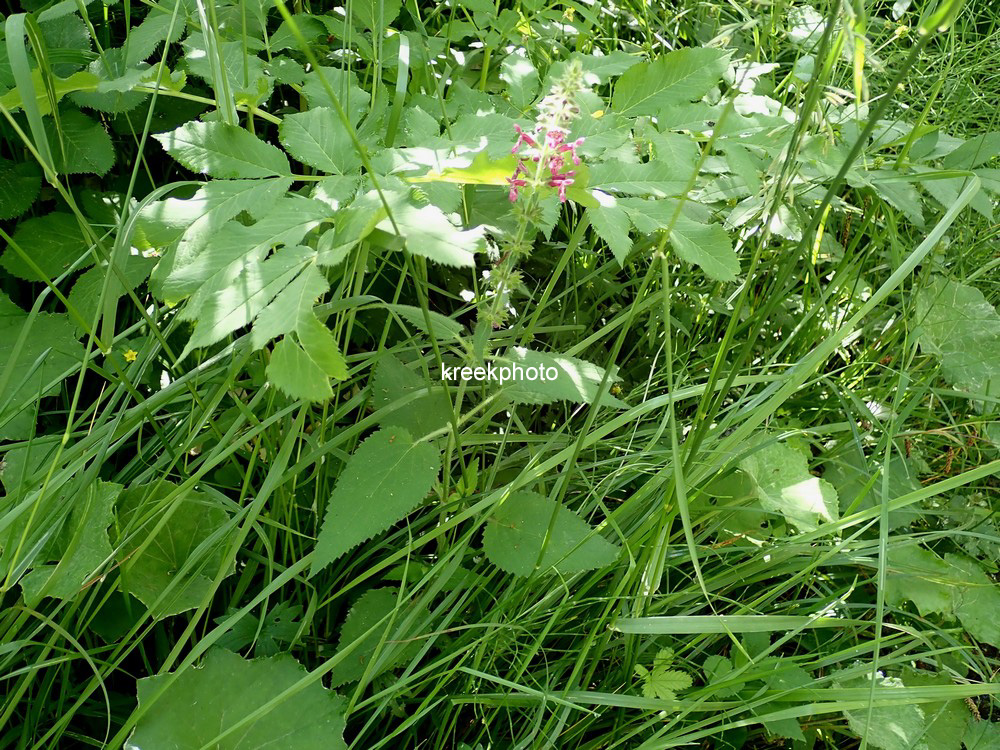 Stachys sylvatica