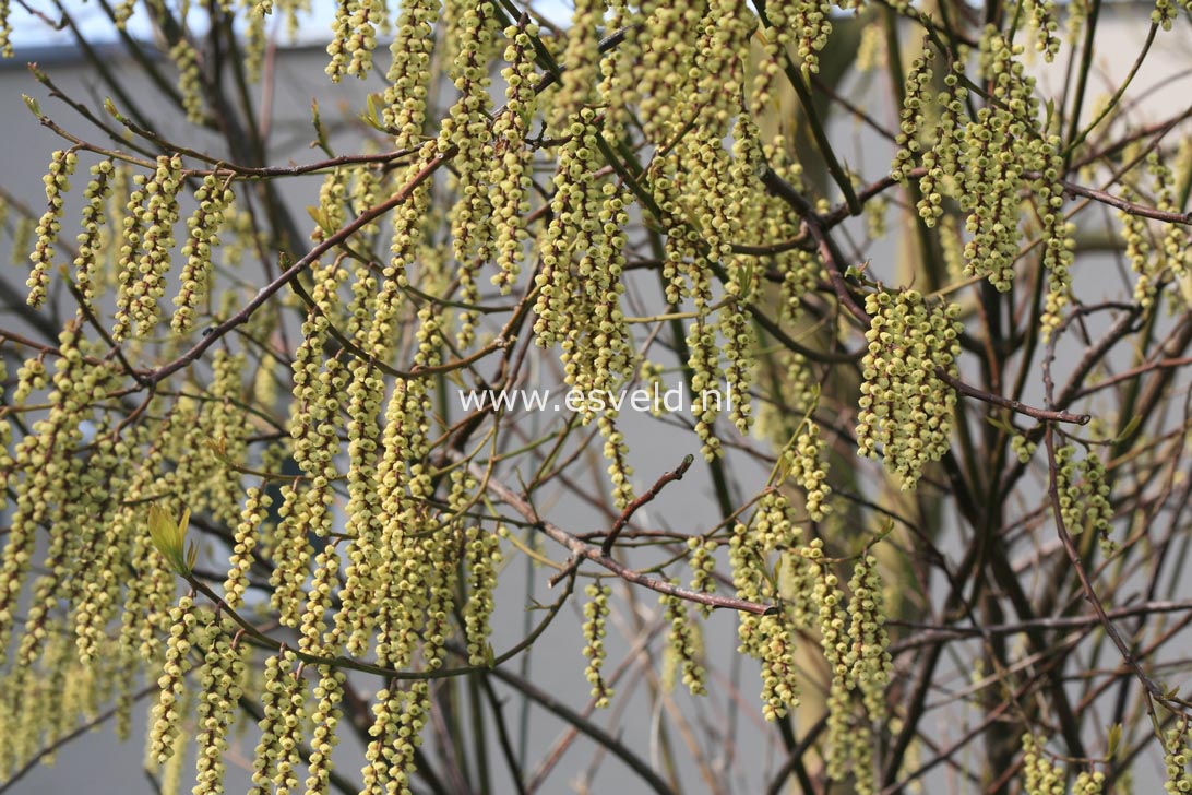 Stachyurus praecox 'Petra'