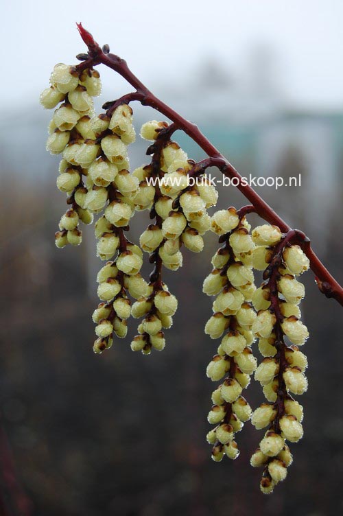 Stachyurus praecox leucotrichus