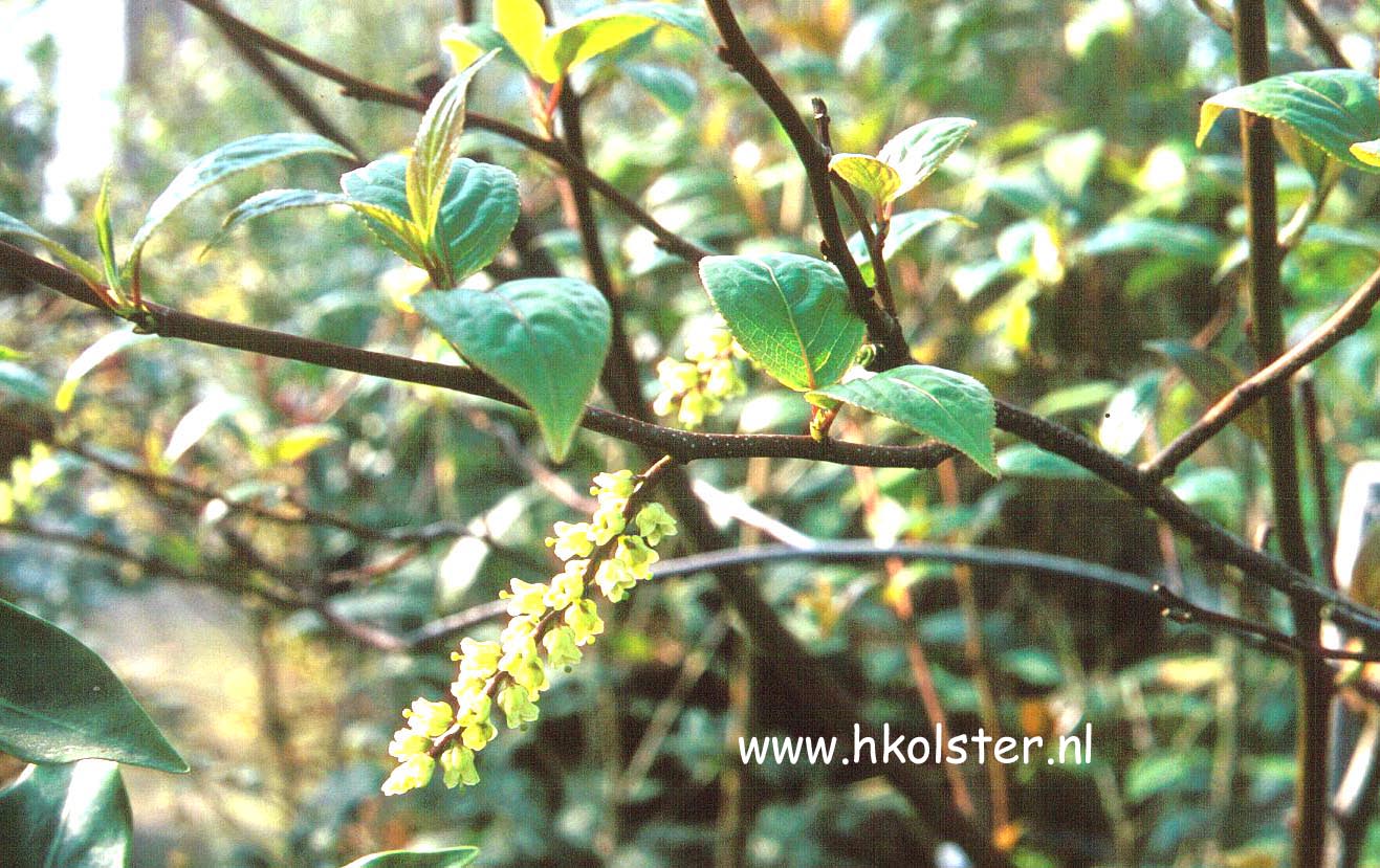 Stachyurus szechuanensis
