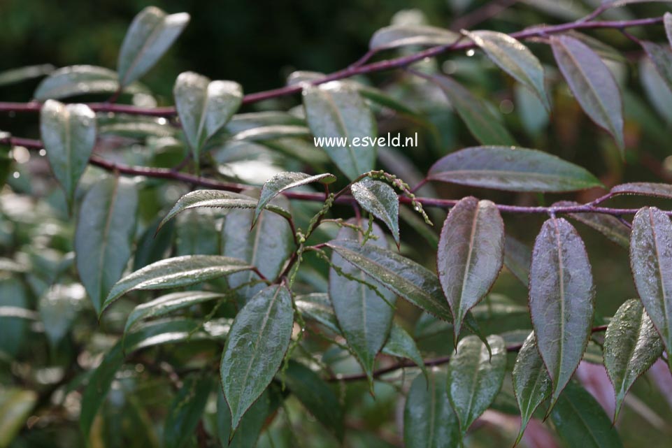 Stachyurus yunnanensis
