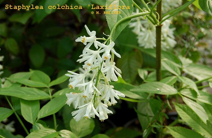 Staphylea colchica 'Laxiflora'
