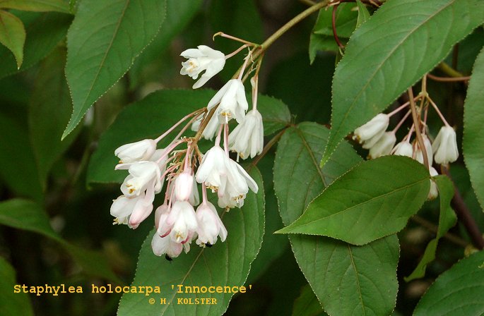 Staphylea holocarpa 'Innocence' Staphylea holocarpa 'Innocence'