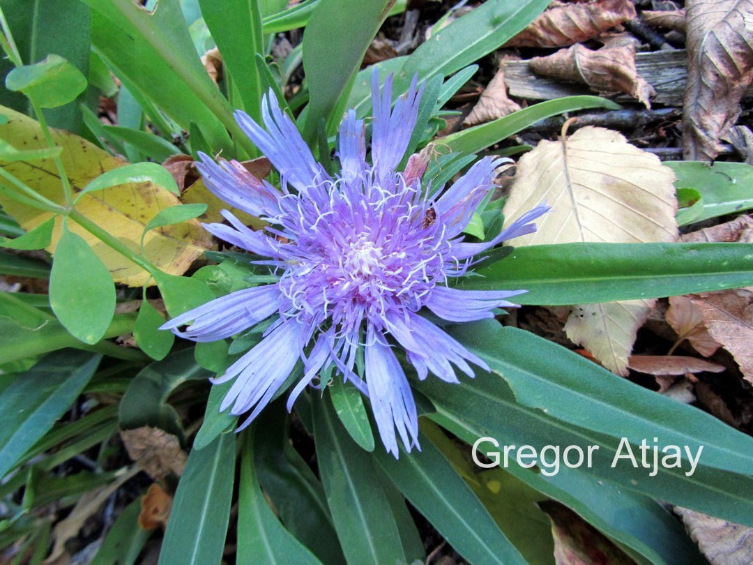Stokesia laevis 'Blue Star'