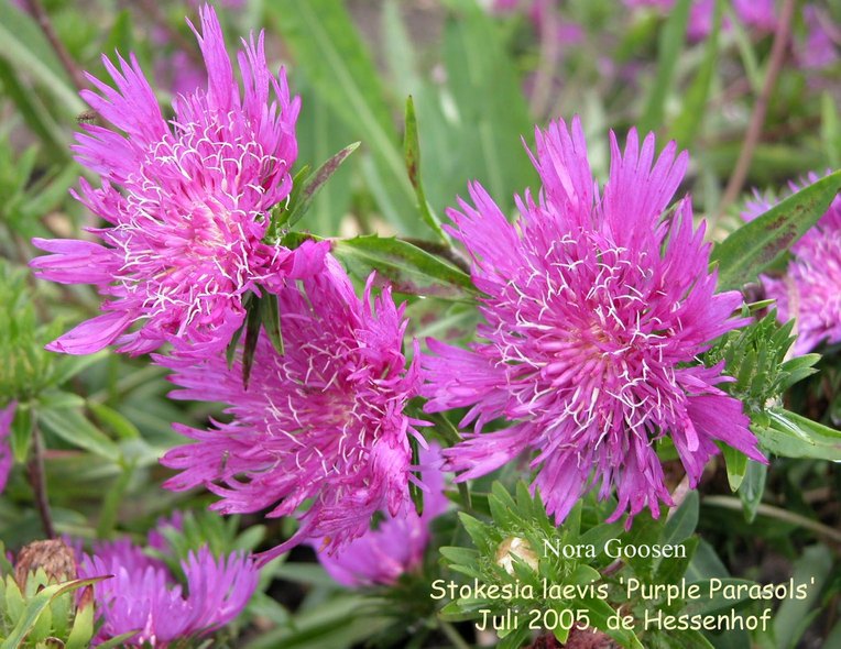 Stokesia laevis 'Purple Parasols'