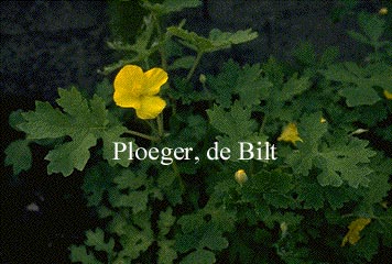 Stylophorum diphyllum