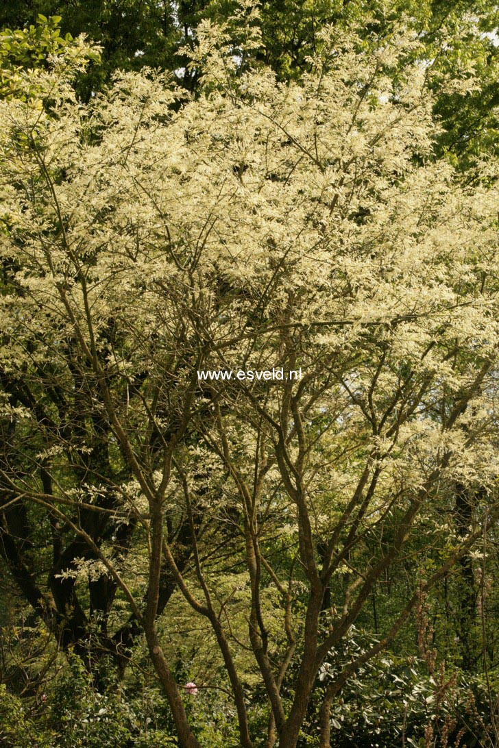 Styphnolobium japonicum 'Harry van Haaren'