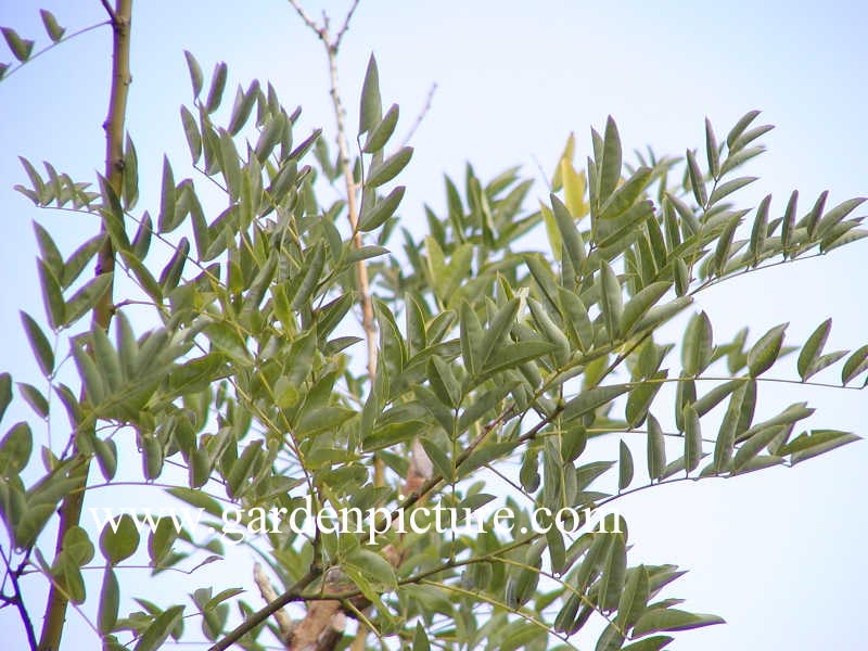 Styphnolobium japonicum 'Regent' Styphnolobium japonicum 'Regent'