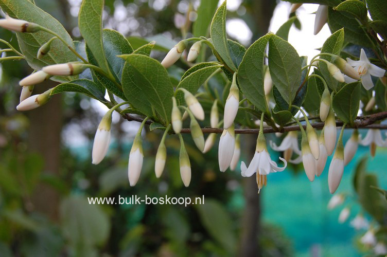 Styrax dasyanthus