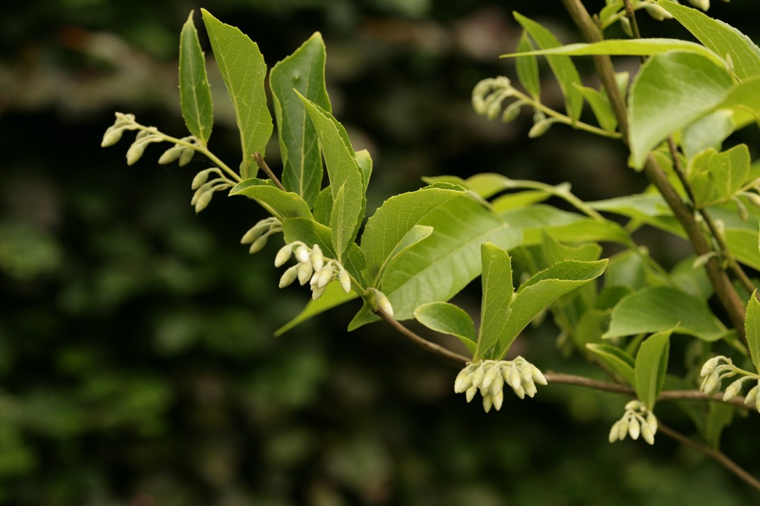 Styrax faberi