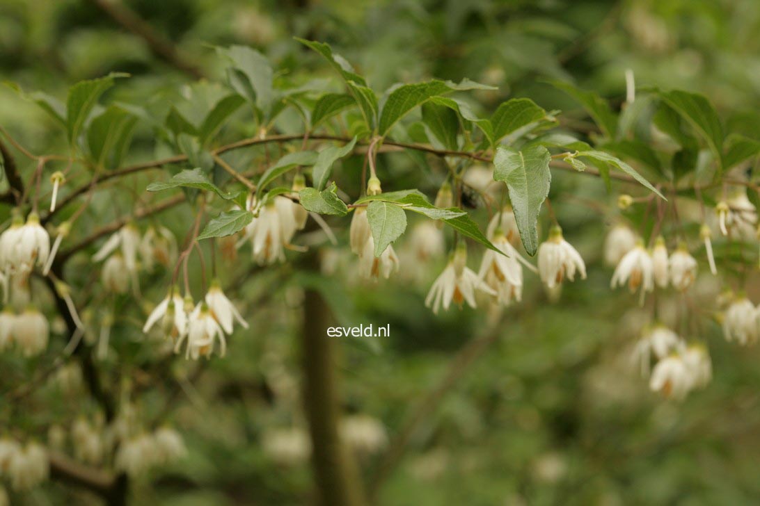 Styrax formosanus var. formosanus