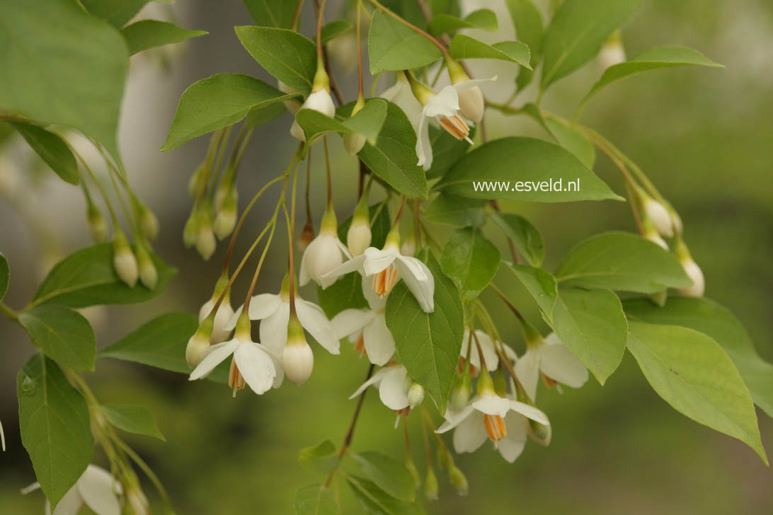 Styrax japonicus 'Chrystal'