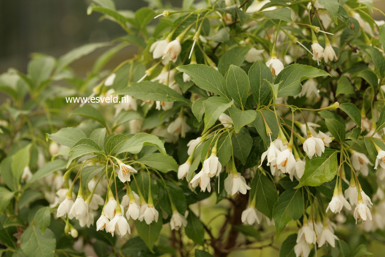 Styrax japonicus 'Hyme'