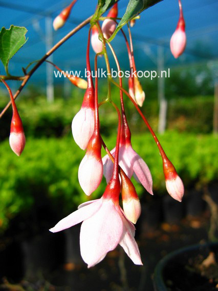 Styrax japonicus 'Pendulous Pink Chimes'