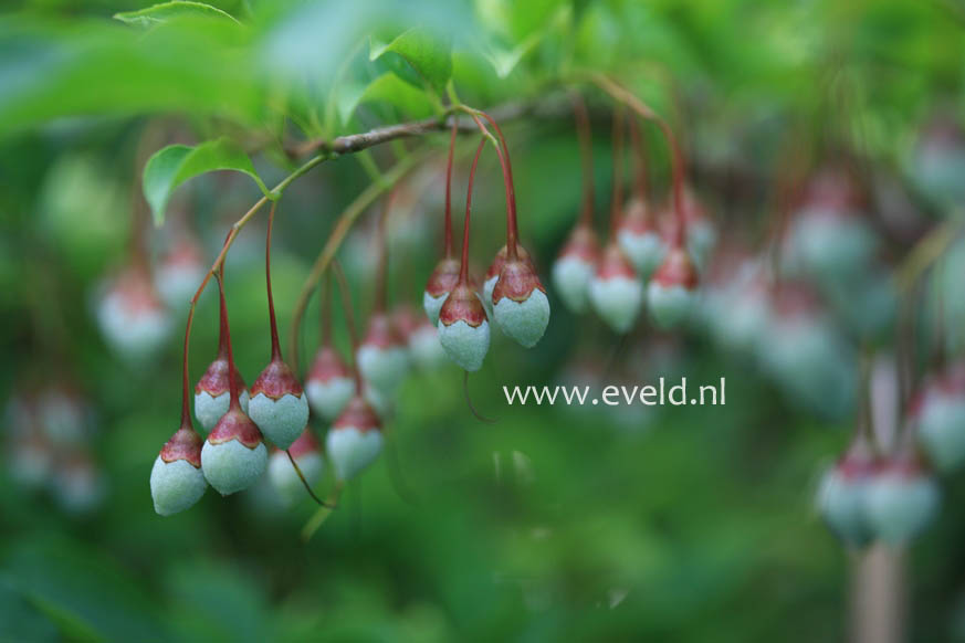 Styrax japonicus 'Peter Pan'