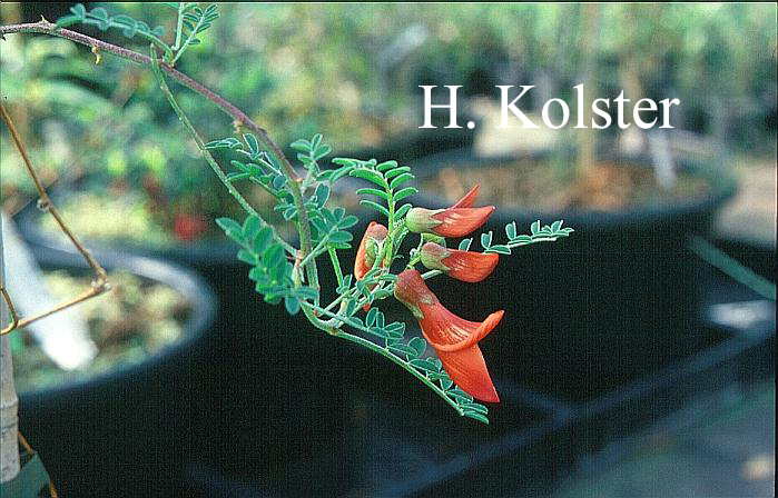 Sutherlandia frutescens 'Prostrata'