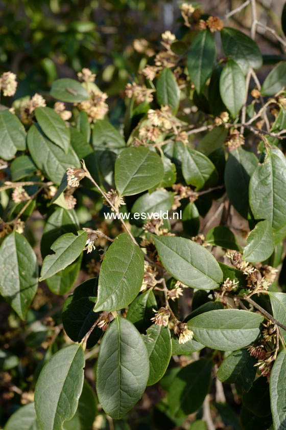Sycoparrotia semidecidua
