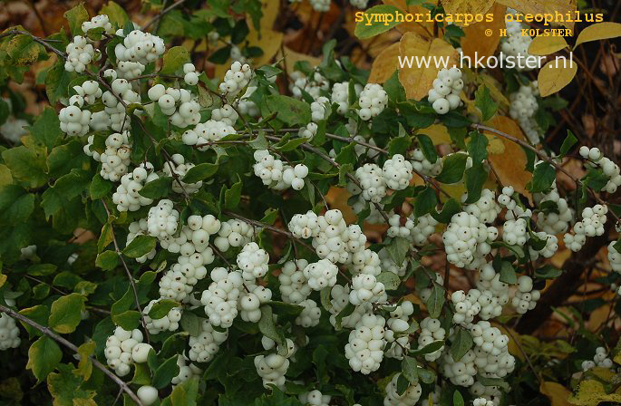 Symphoricarpos oreophilus