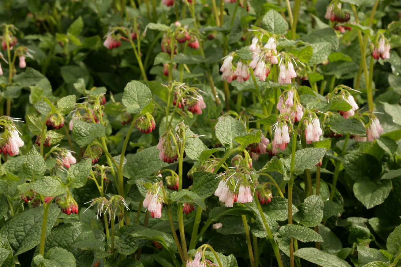 Symphytum rubrum (42091)