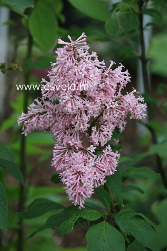 Syringa 'Alice Rose Foster'