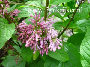 Syringa 'Donald Wyman'