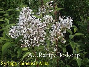 Syringa chinensis 'Alba' (87301)