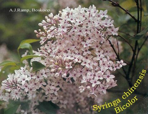 Syringa chinensis 'Bicolor' (87302)