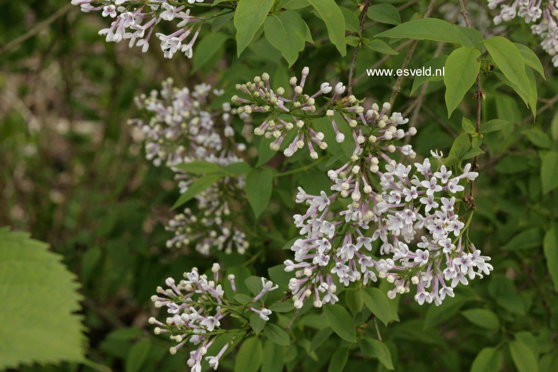 Syringa chinensis