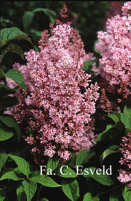 Syringa henryi Syringa henryi