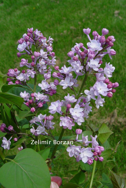 Syringa hyacinthiflora 'Anabel' (81492)