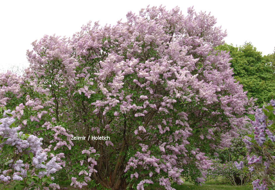 Syringa hyacinthiflora 'Catinat' (86194)