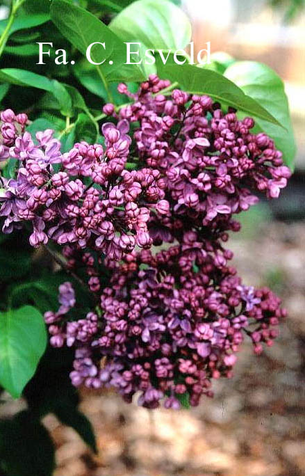Syringa hyacinthiflora 'Clarke's Giant'