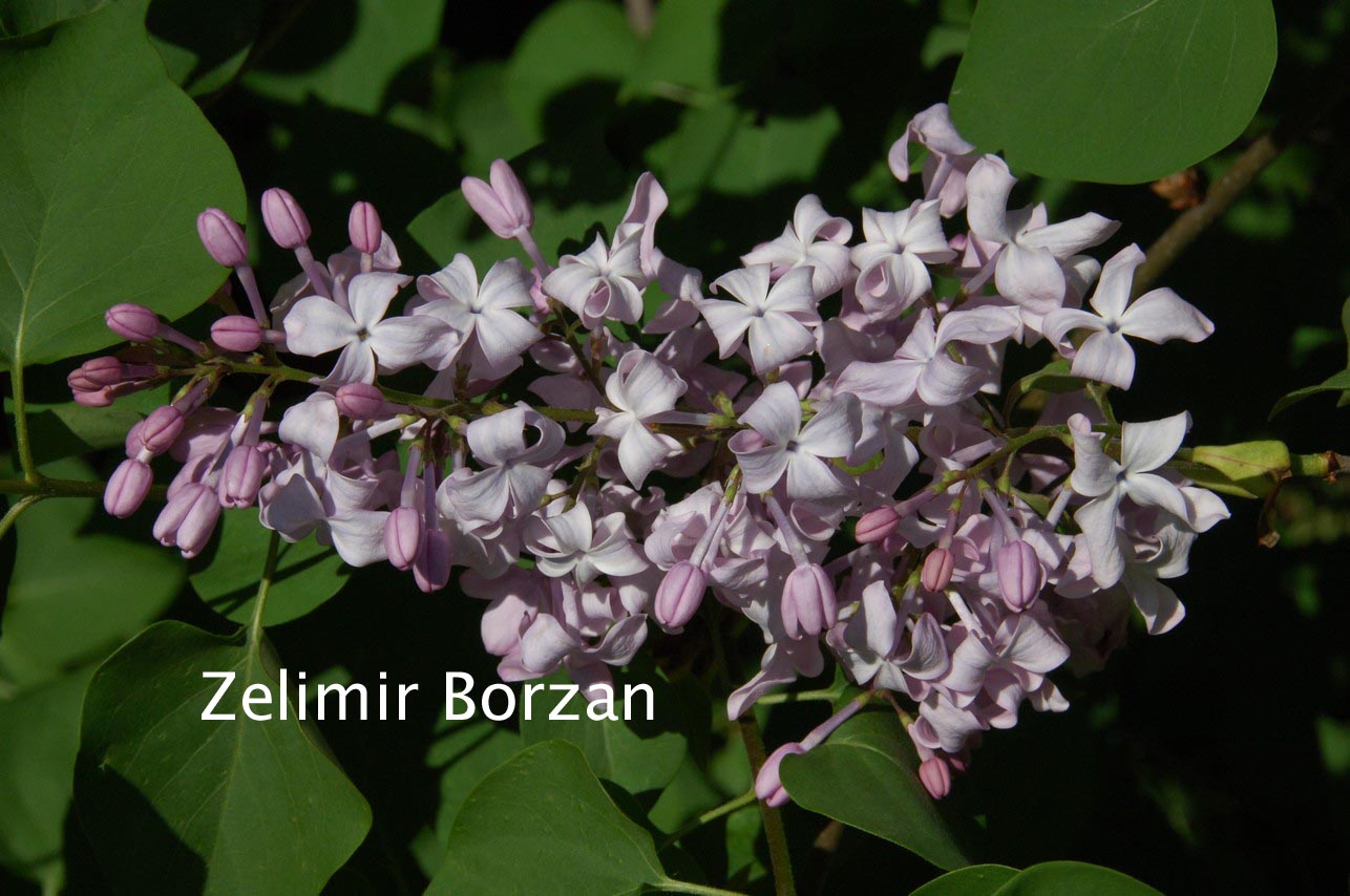 Syringa hyacinthiflora 'Descartes'