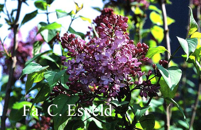 Syringa hyacinthiflora 'Esther Staley'