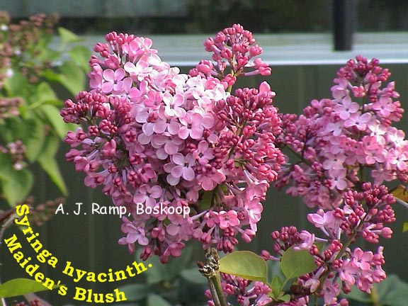 Syringa hyacinthiflora 'Maiden's Blush'