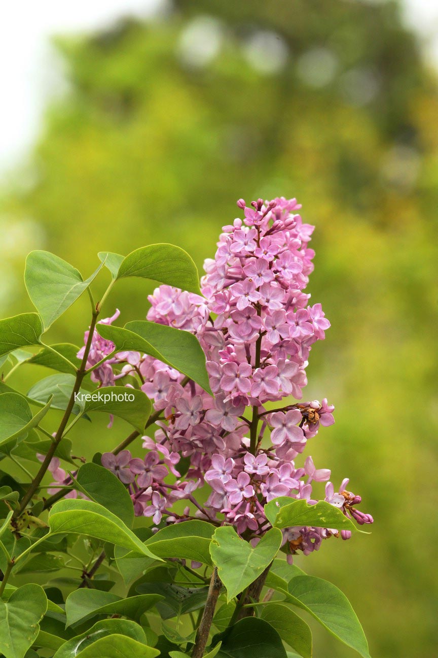 Syringa hyacinthiflora 'Pink Cloud'