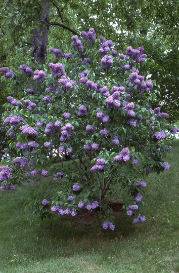 Syringa hyacinthiflora 'Purple Glory' (81513)