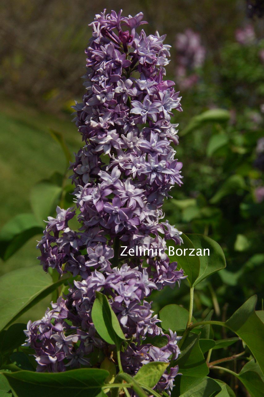 Syringa hyacinthiflora 'Royal Purple' (81508)
