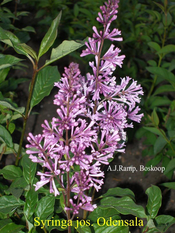 Syringa josikaea 'Odensala'