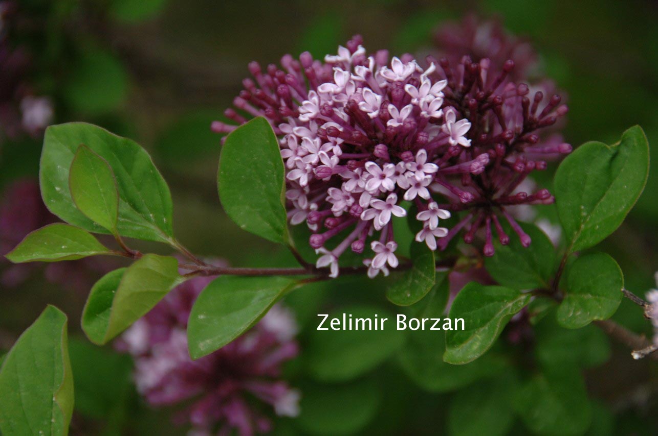 Syringa meyeri (81510)