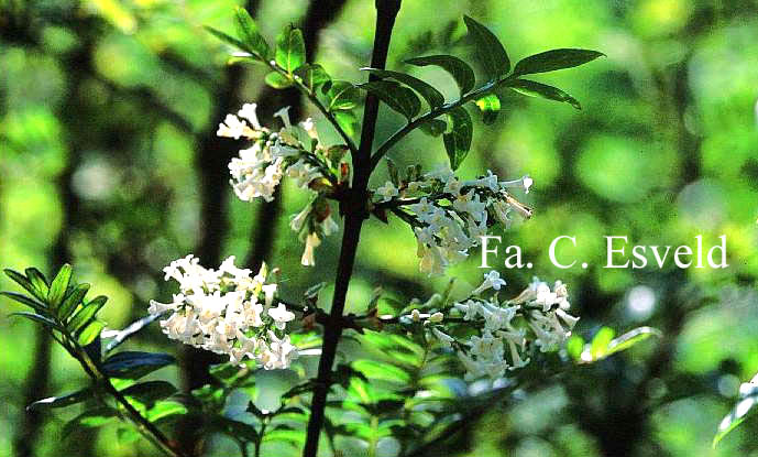 Syringa pinnatifolia