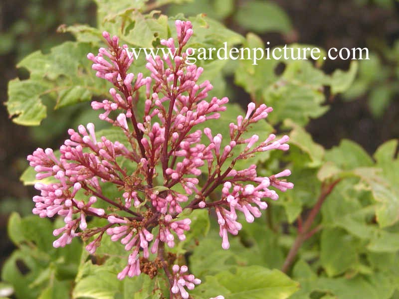 Syringa potaninii Syringa potaninii