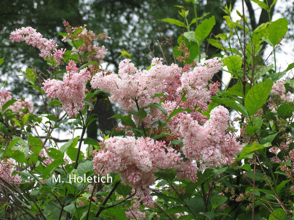 Syringa prestoniae 'Ethel W. Webster' (81524)