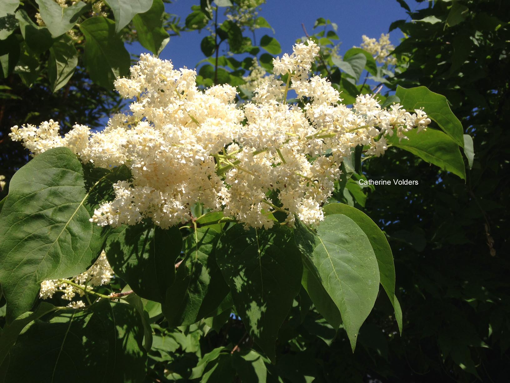 Syringa reticulata 'City of Toronto' (63599)